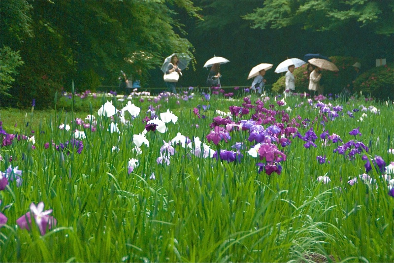 Iris Garden and Visitors