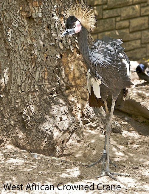 West African Crowned Crane