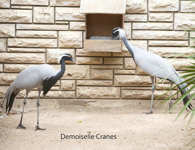 Demoiselle Cranes