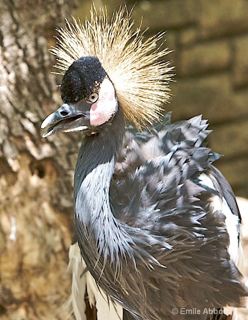 West African Crowned Crane