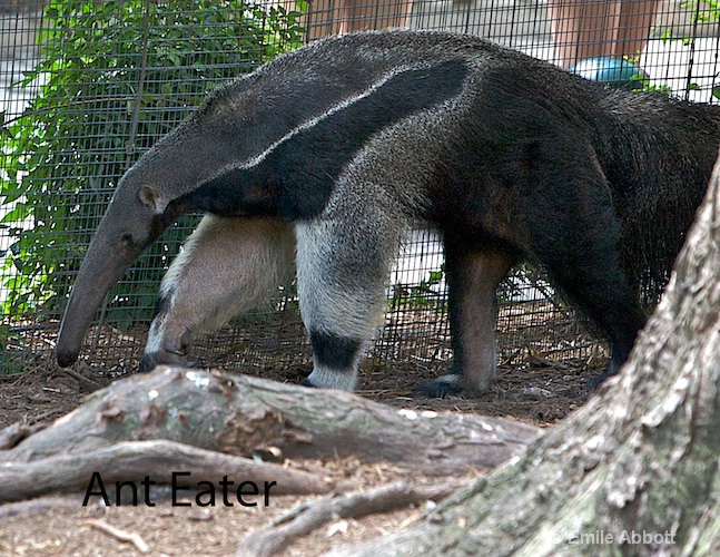 Ant Eater