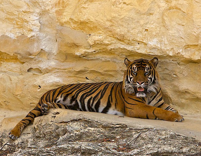 Sumatran Tiger