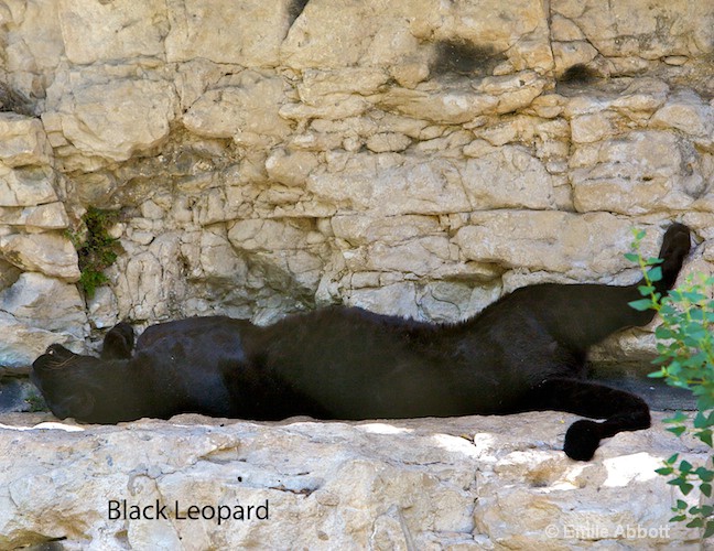 Contented Black Leopard