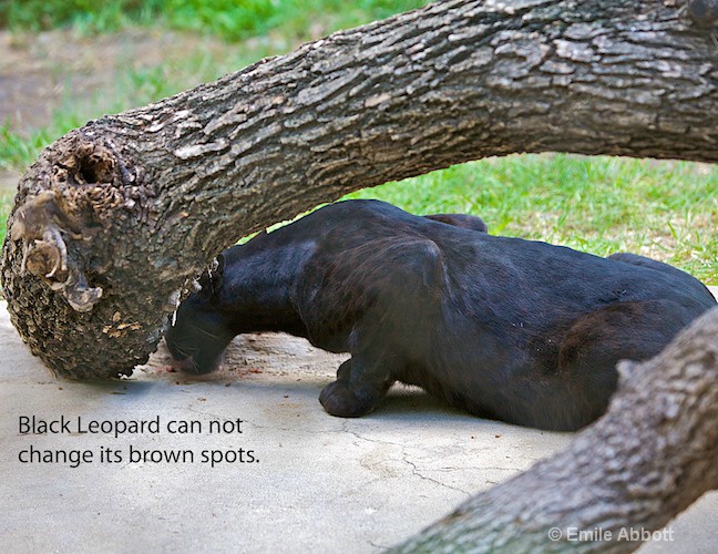 Black Leopard has brown spots