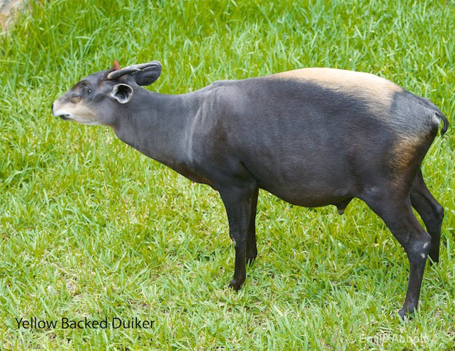 Yellow-Backed Duiker