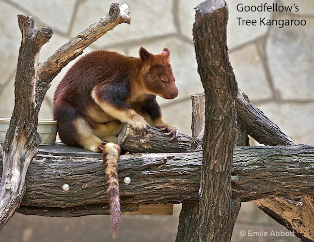 Goodfellow's Tree Kangaroo