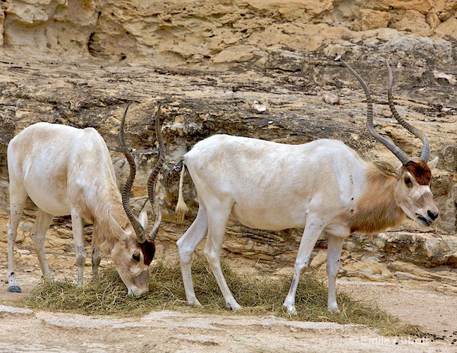 Addax