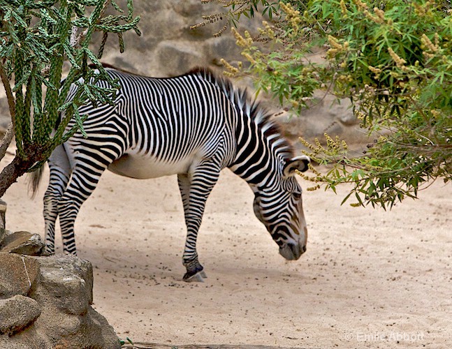 Zebra