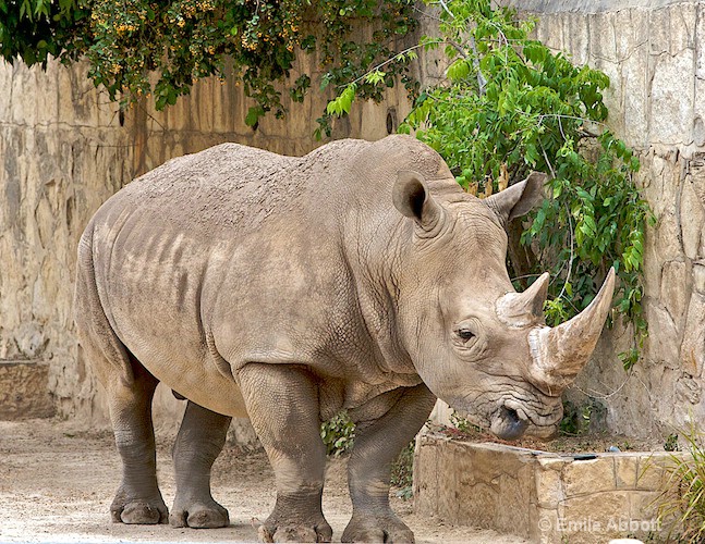 Rhinoceros