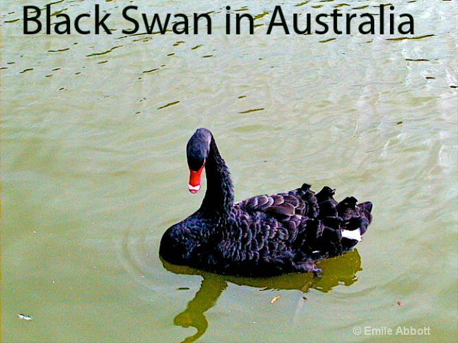 Black Swan of Australia
