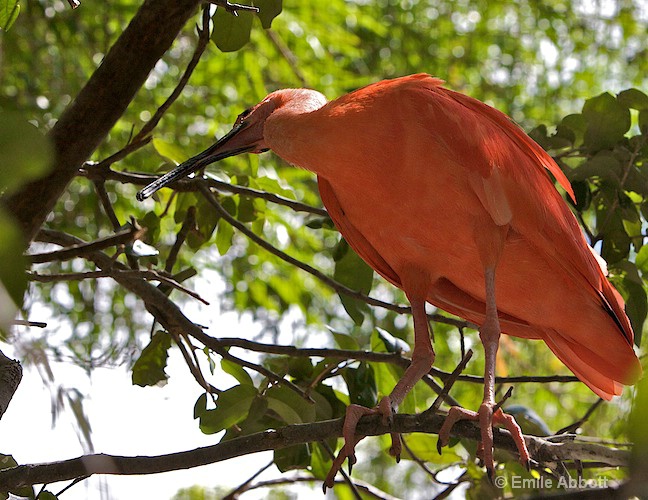 Unidentified bird in tree