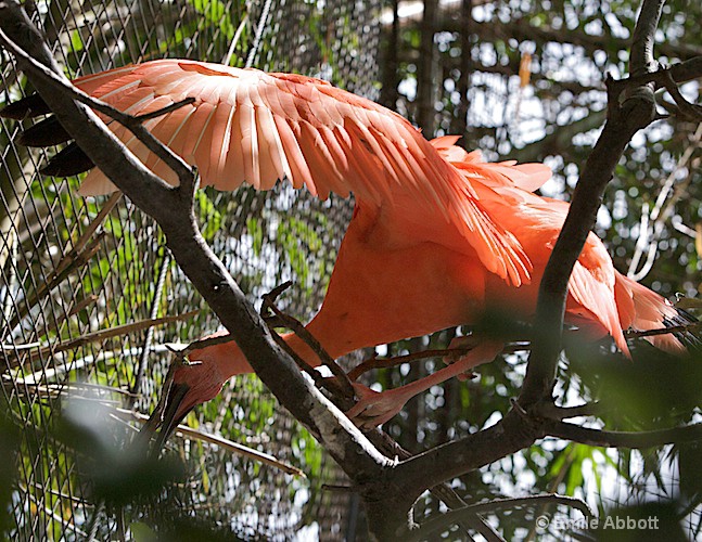 Unidentified bird in tree
