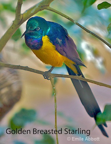 Golden Breasted Starling