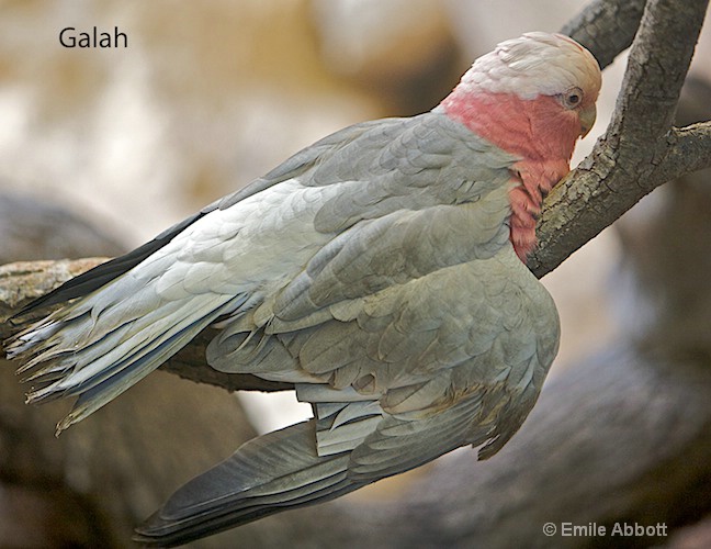 Galah