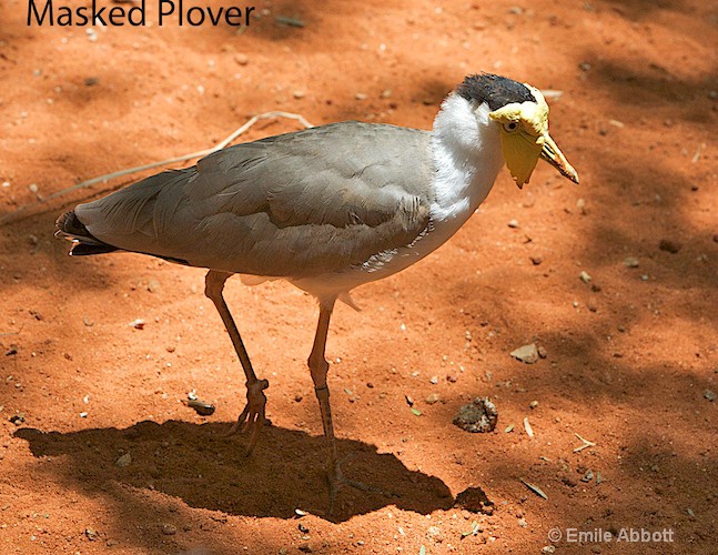 Masked Plover