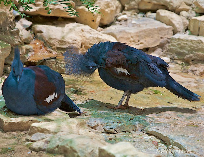 Great Crowned Pigeon