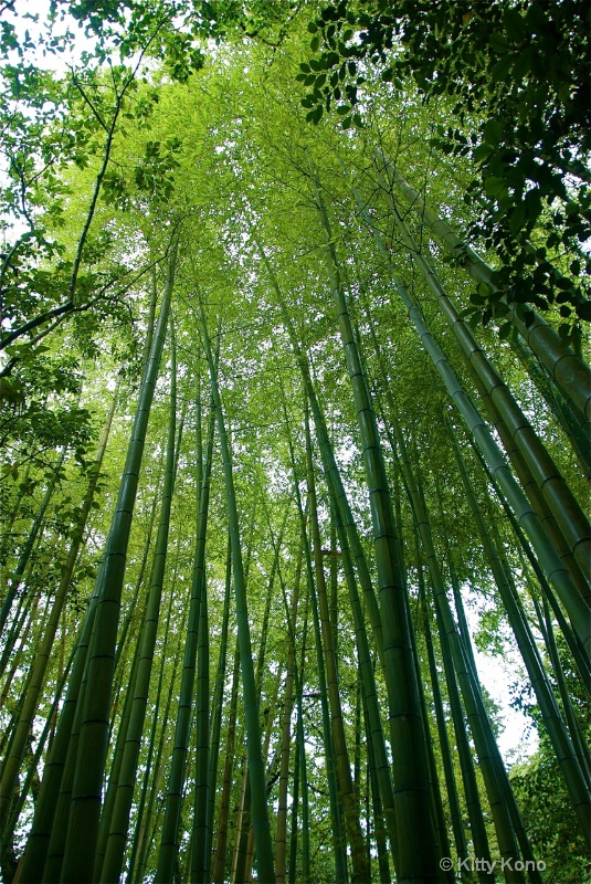 Bamboo Trees in Kyoto