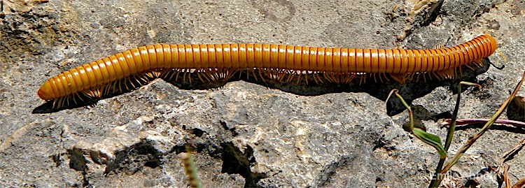 Live millipede