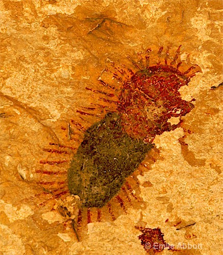 Pictograph of Millipede