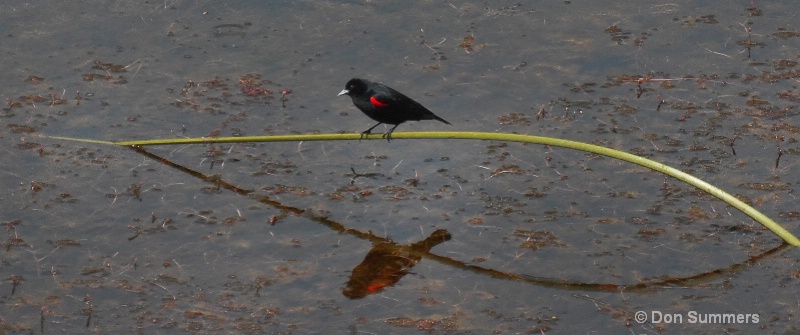 Red Wing Black Bird, Marin County CA 2009