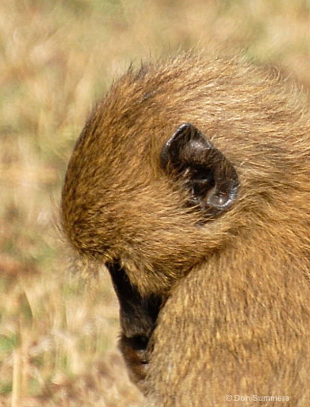 Monkey, Akagera N.P. Rwanda 2008