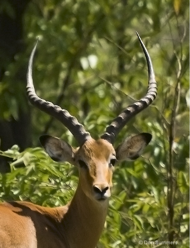 Antelope, Akagera N.P. Rwanda 2008