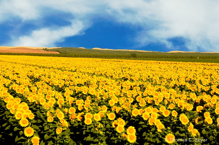 Sunflower Field