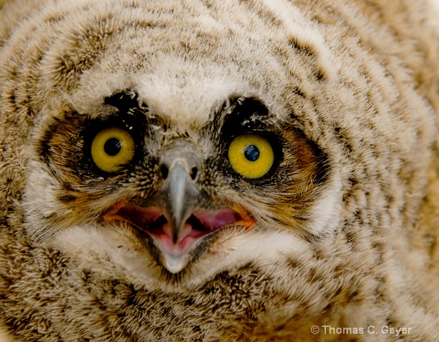  Baby Owl
