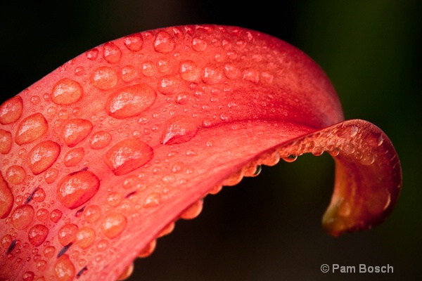 Just One Petal