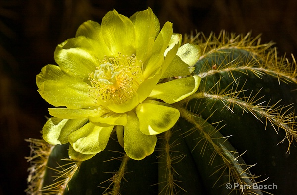 barrel cactus bloom
