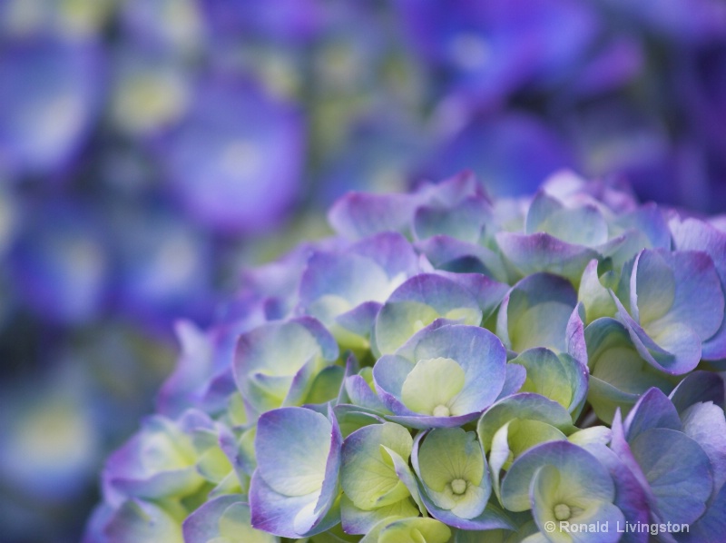 Hydrangea in Lavender
