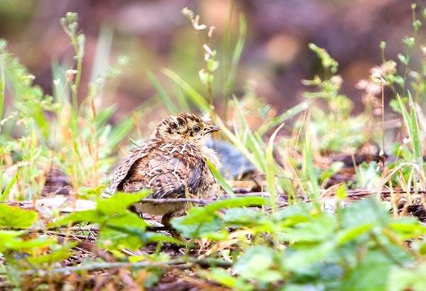 Baby Grouse