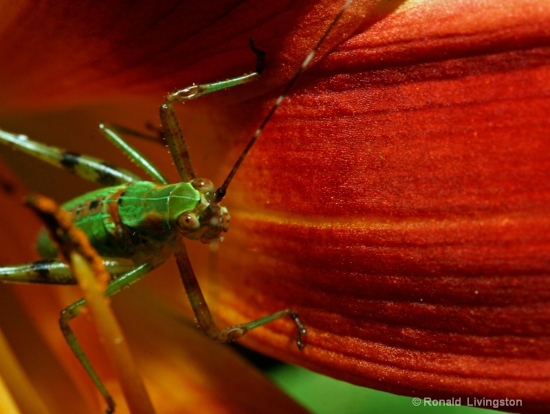 Friendly Cricket