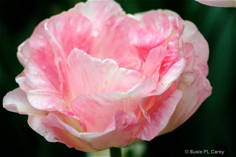 Wavy pink tulip