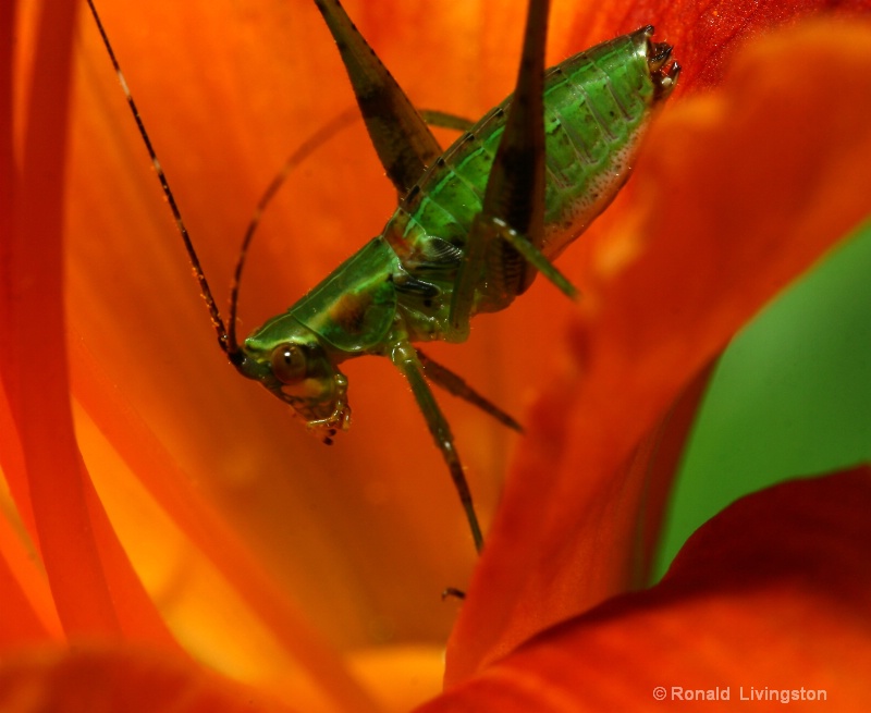 Field Cricket