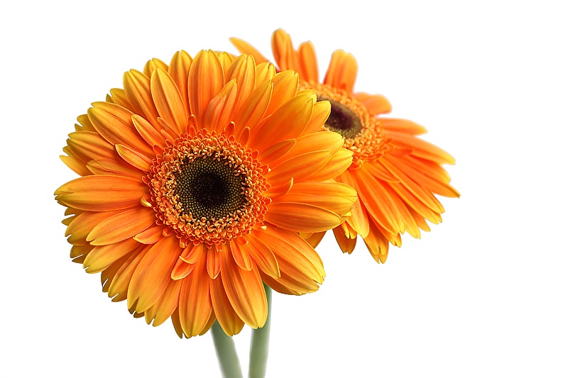 Gerberas