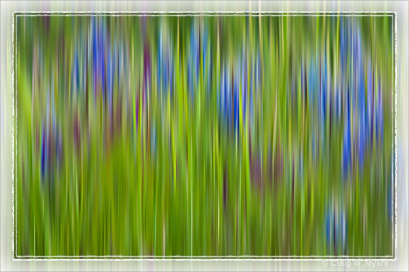 Columbia Gorge Wildflower Abstract