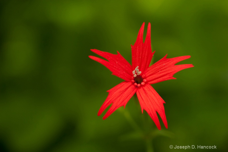 d700 0068 Fire Pink