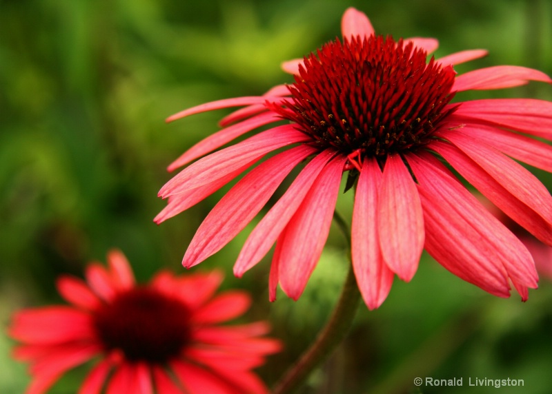 Cone Flowers