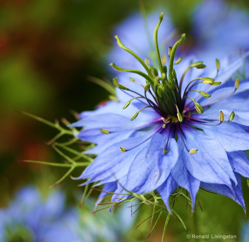 Nigella