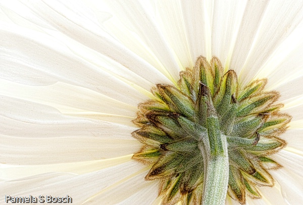 Gerbra Daisy 