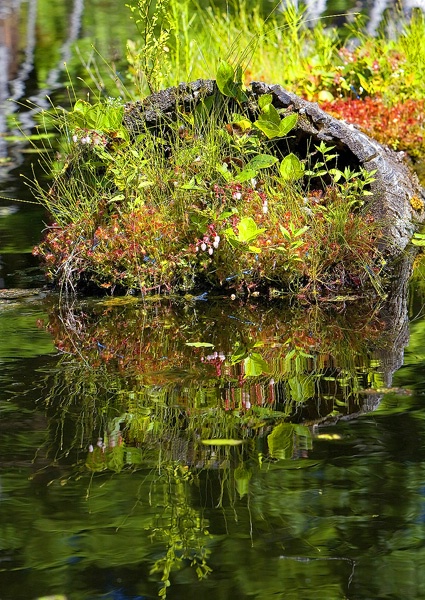 Natures Bouquet