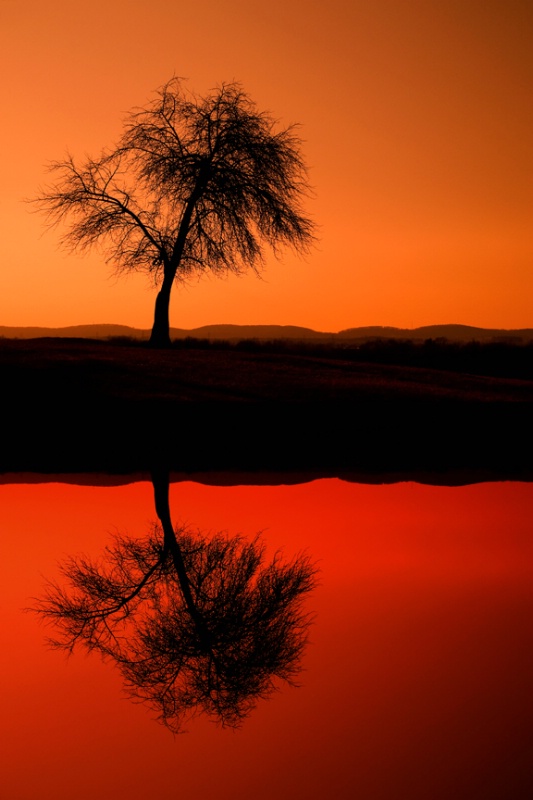 Monocacy Tree Reflection