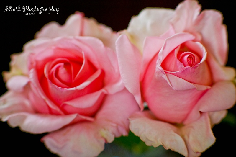 Double Pink Roses