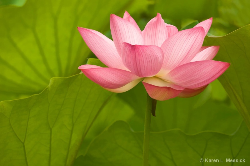 Lotus Perfection