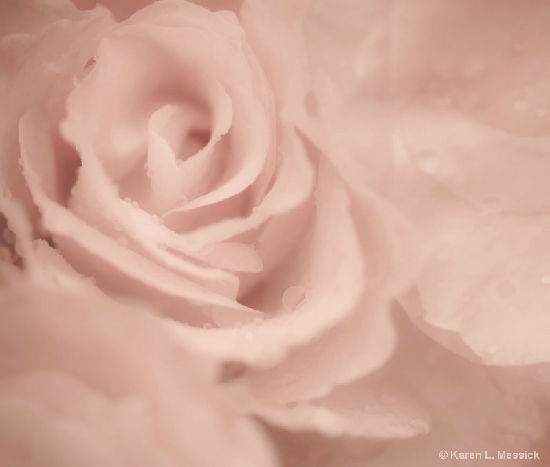 Rose Beauty