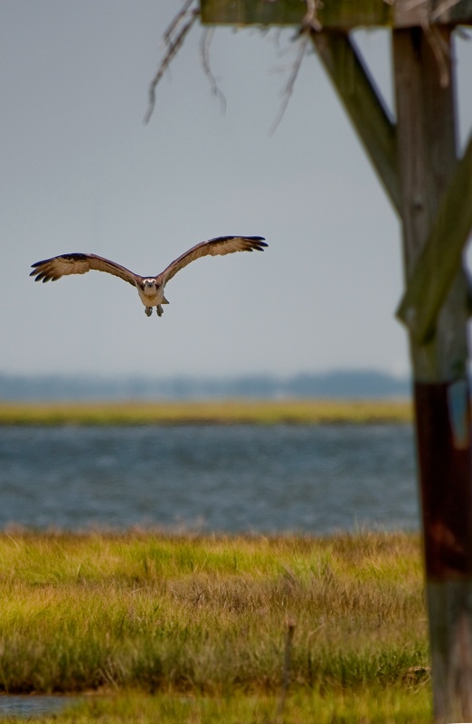 Honey, I'm Home! (Osprey returning to nest)