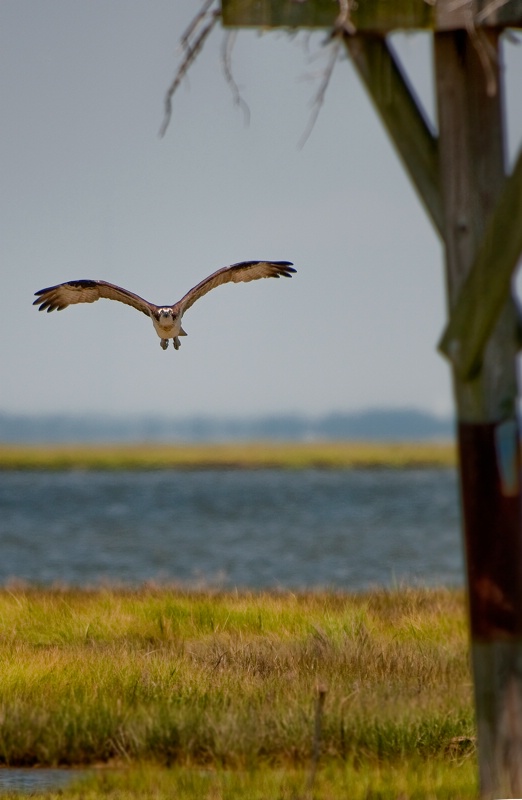 Honey, I'm Home! (Osprey returning to nest)