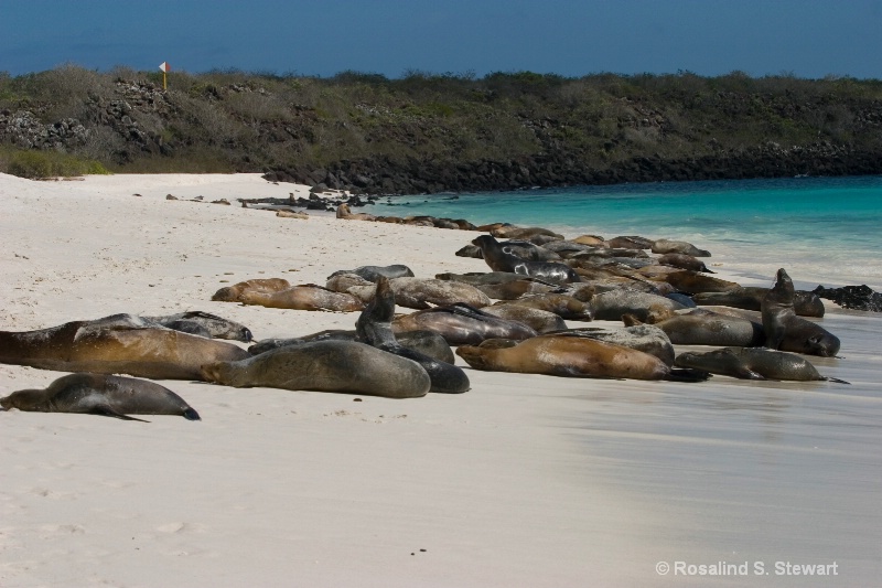 Busy Beach!