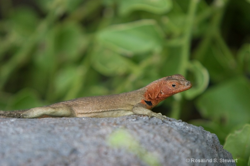 Lava Lizard